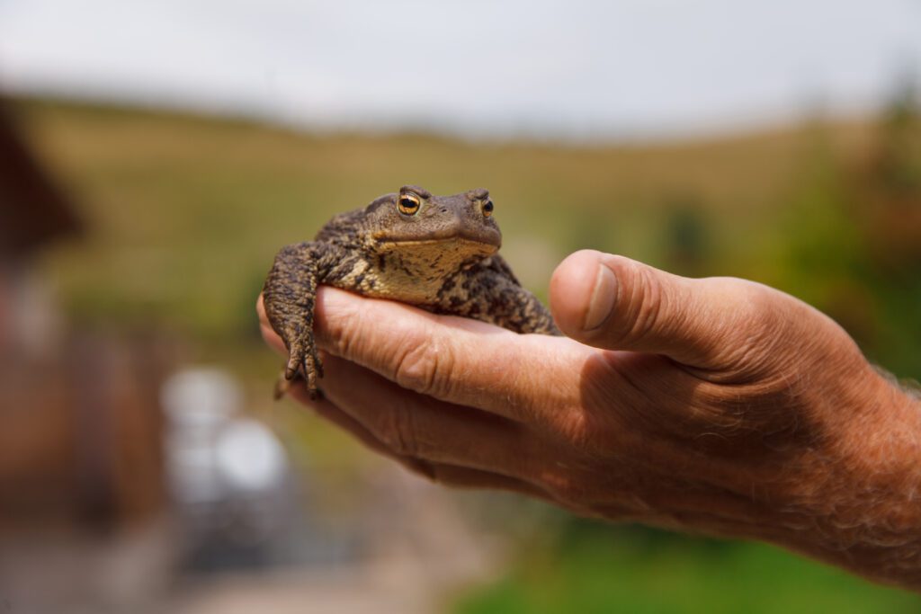 a man holds a toad in his hands. Studying the structure of a frog